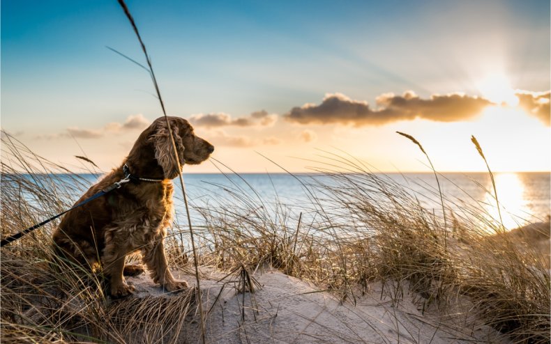 A dog looking out at a sunset.