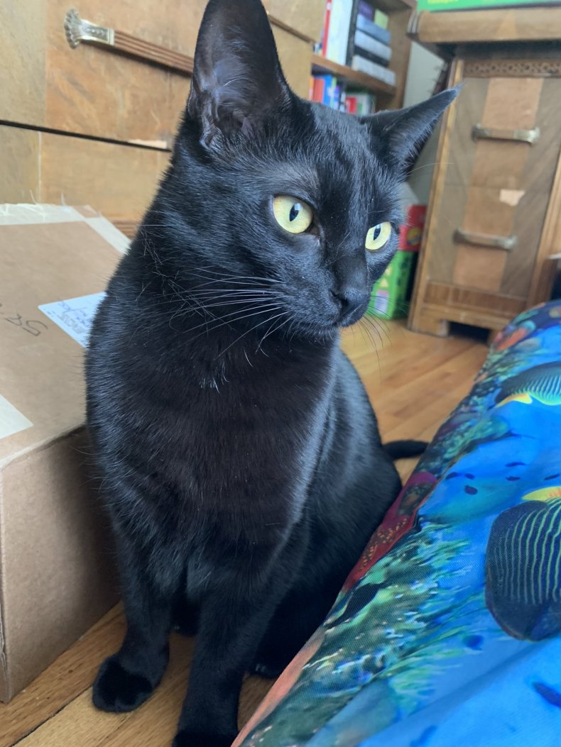 Photo of Aggie the cat.