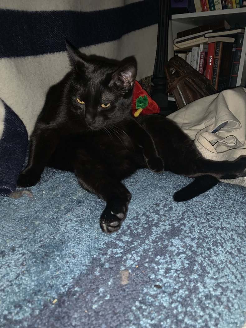 Photo of Aggie the cat.
