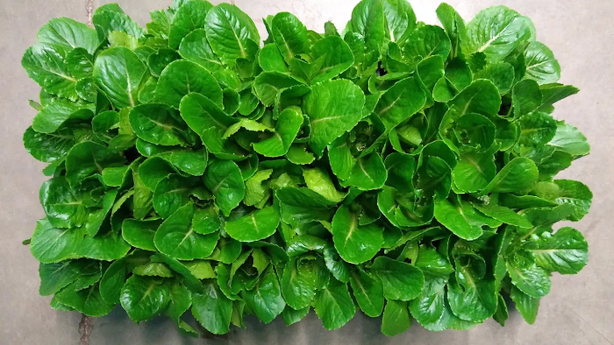 Out of This World: Lettuce Grown in Space Might Resist Astronauts' Bone Loss - Vimarsana News