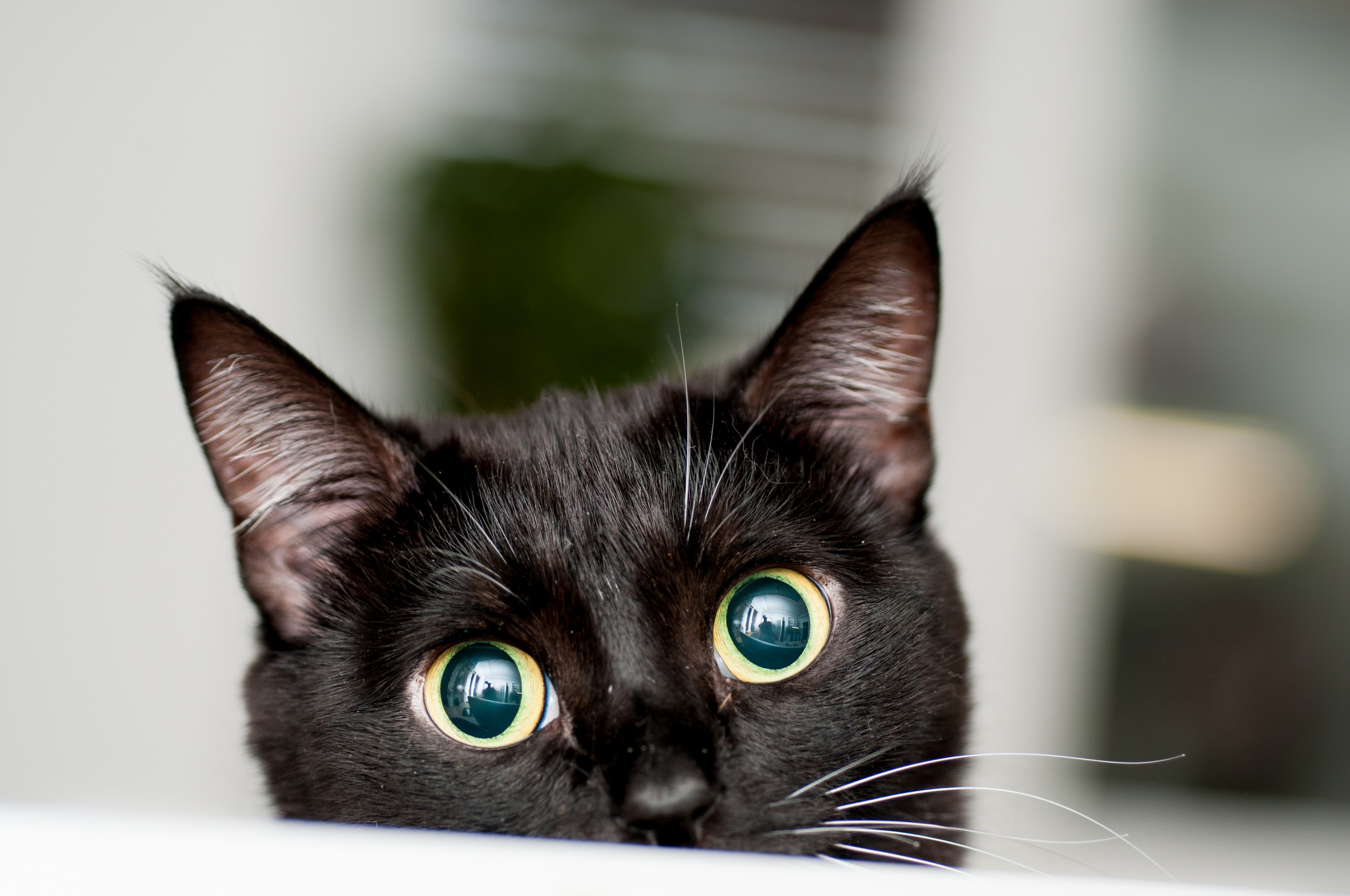 Woman Shares Hilarious Clip of Cat Scaling Side of House to Be Let Inside