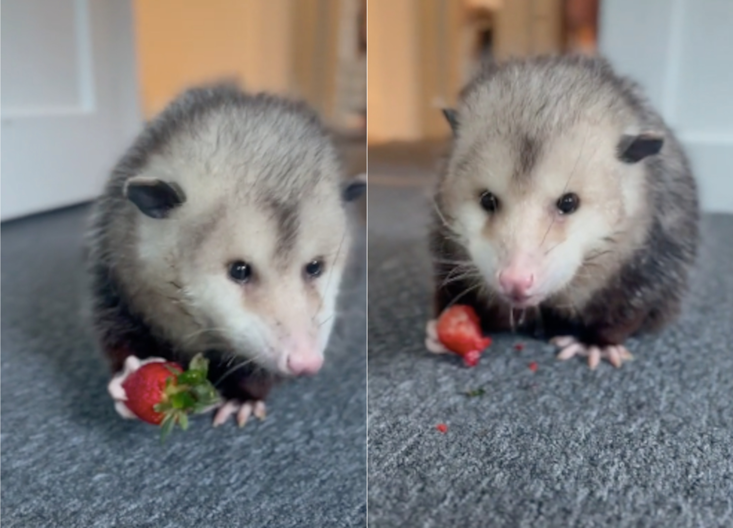 Opossum Enjoying Strawberry Melts Hearts Online Cutest Thing Newsweek   George Possum Fruit 