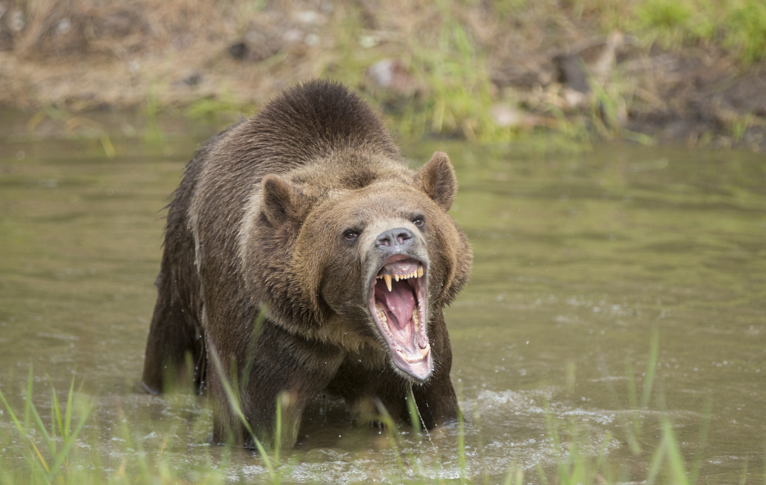 Montana Hiker Killed in Suspected Grizzly Bear Attack