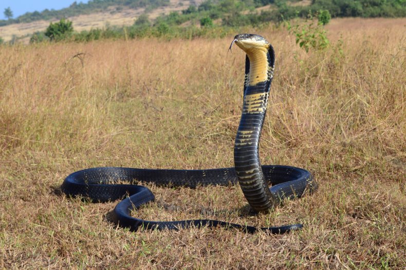 Karališkoji kobra 