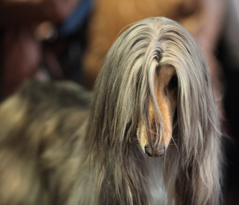 File photo of an Afghan Hound. 