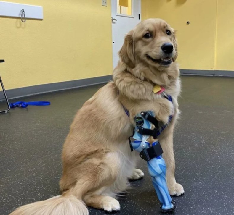 Turbo the dog