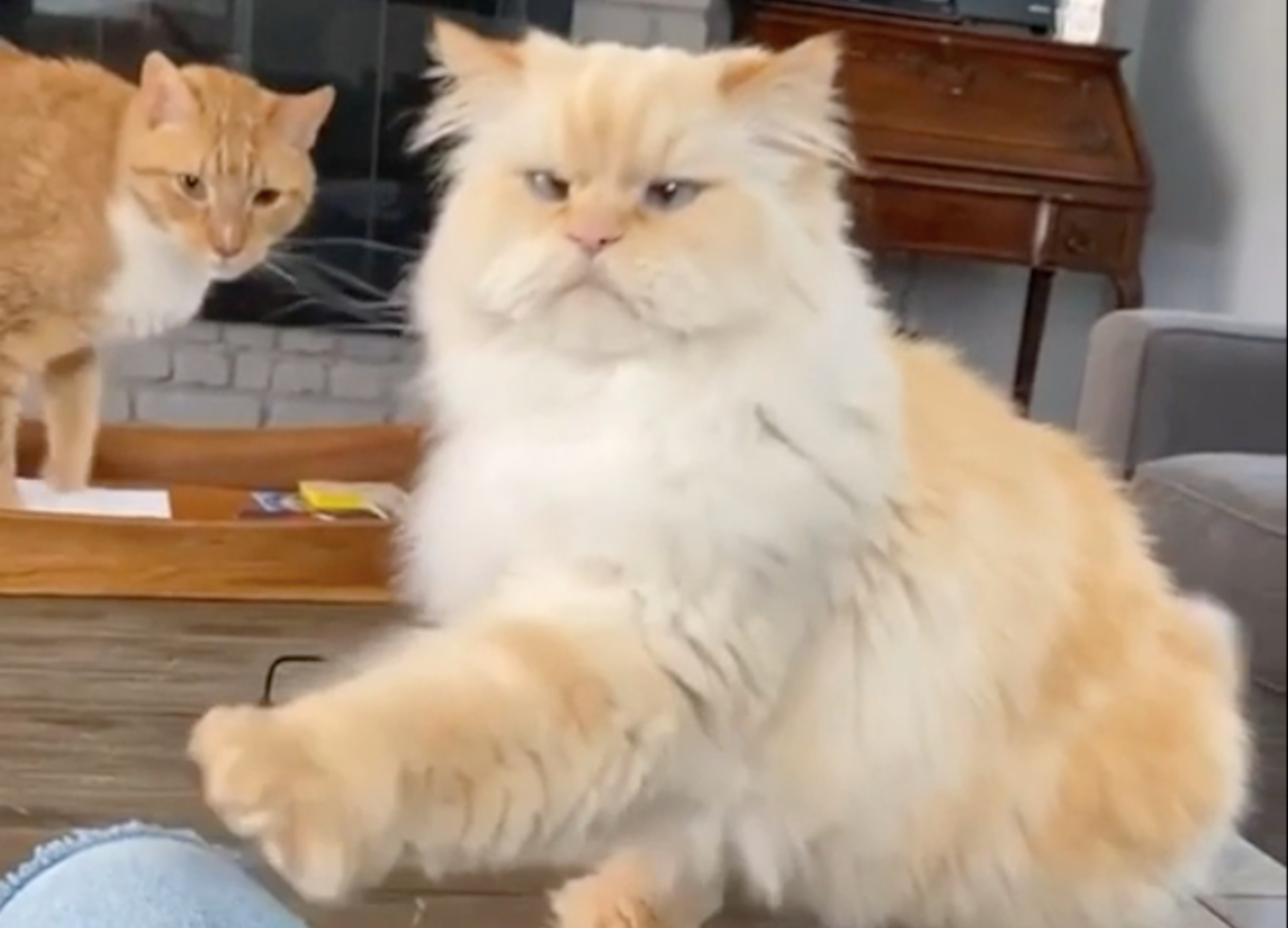 Hilariously Demanding Cat With Resting Grumpy Face Delights Internet