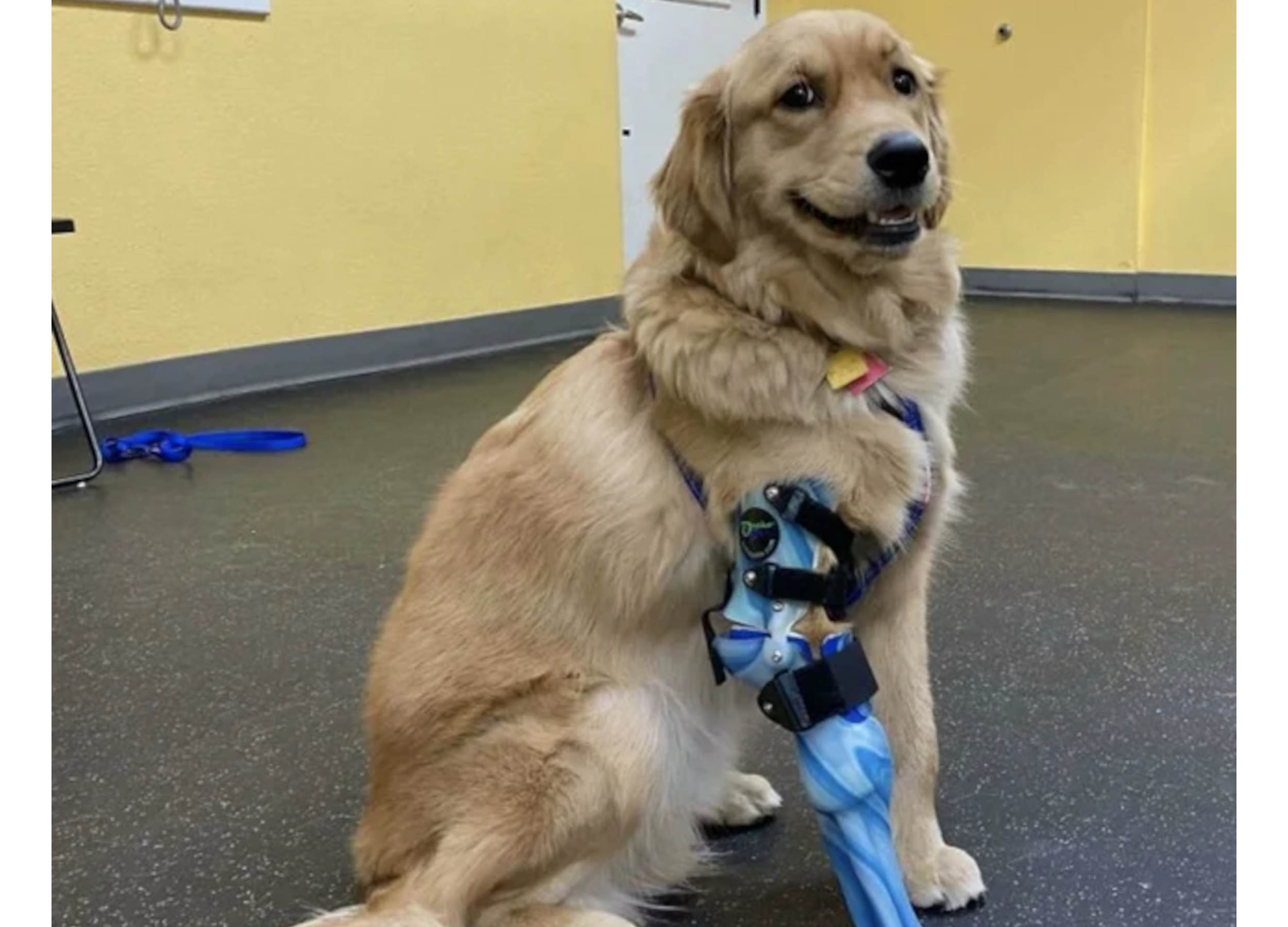 Golden Retriever With Custom Prosthetic Leg Melts Hearts, 45% OFF