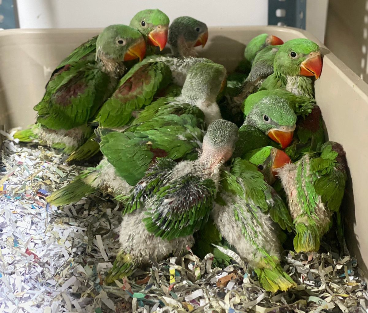 Almost 2,000 Birds Kept in Suffocating Cages by Illegal Traders Rescued