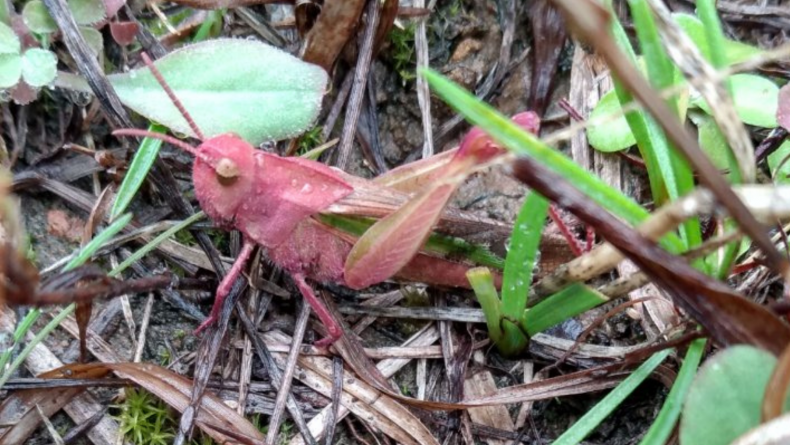 Pink Grasshopper