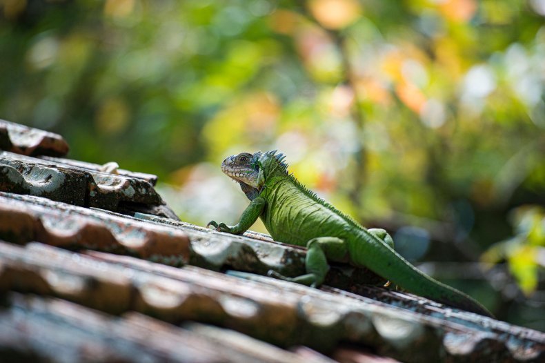 Lizard
