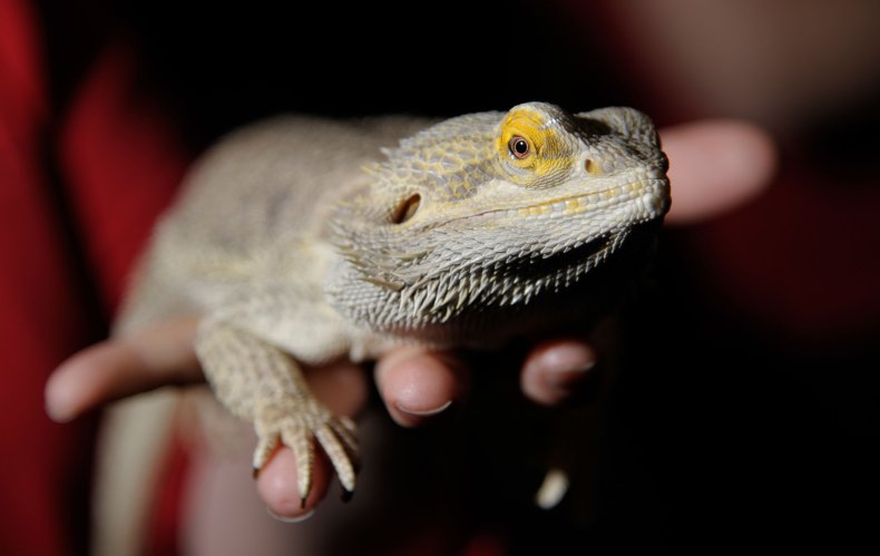 bearded dragon