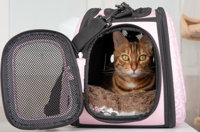 Cat in carrier