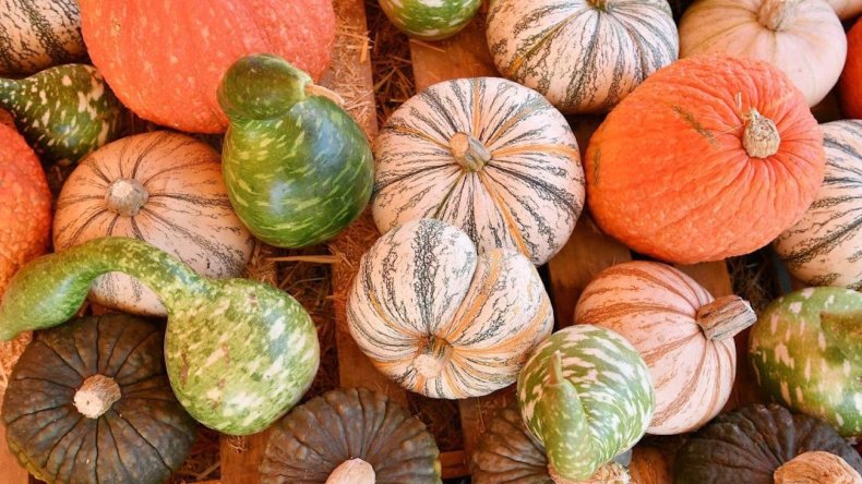 Non-native Egyptian pumpkins