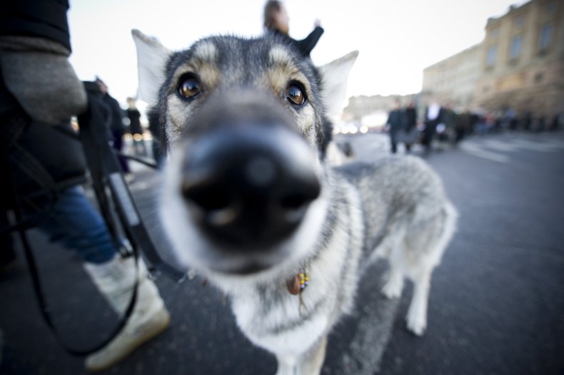 ‘Puppy Privilege’: Viral Video of Wolfdogs