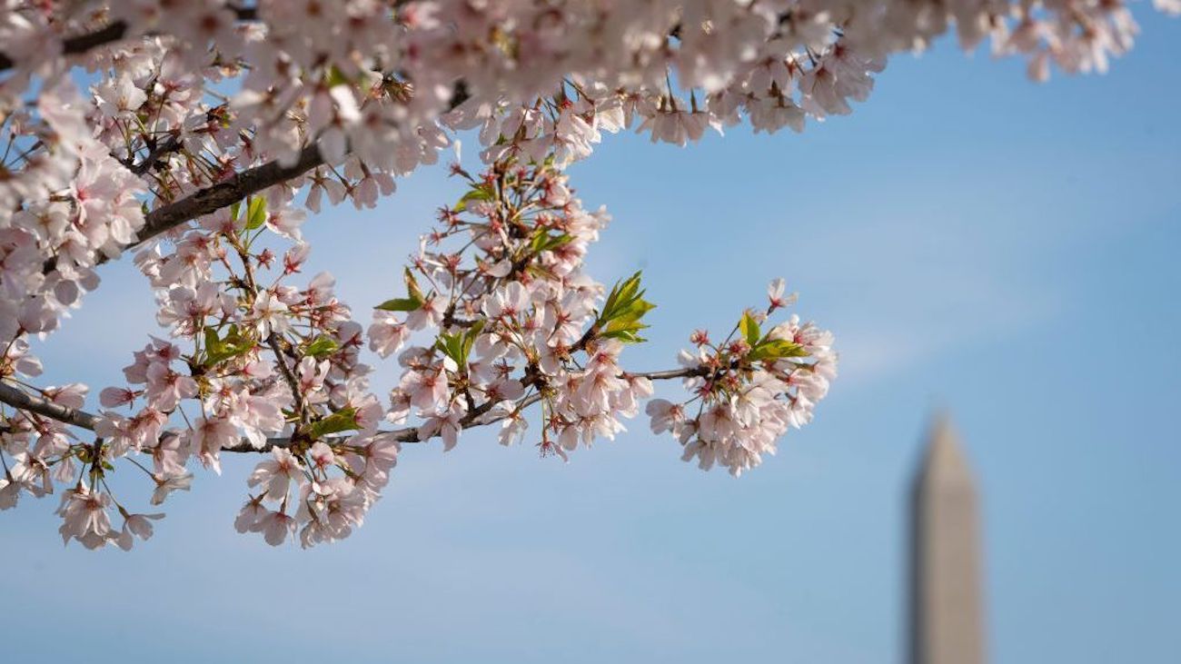 Time Running Out to See Iconic Flowers Bloom in U.S. Capital Time Running Out to See Iconic Flowers Bloom in U.S. Capital