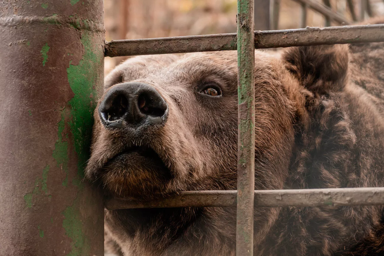 Bear Rescued in War-Torn Ukraine and Taken to Sanctuary - Vimarsana News