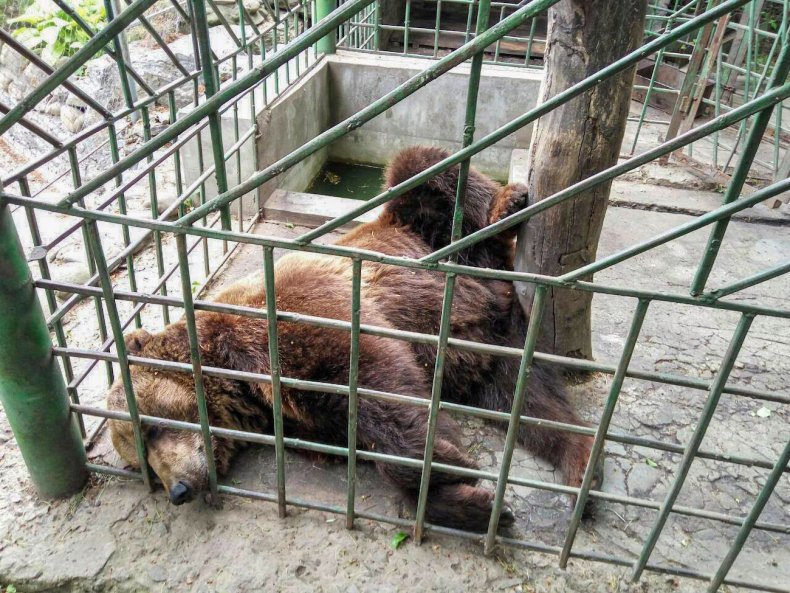 Vova brown bear rescue