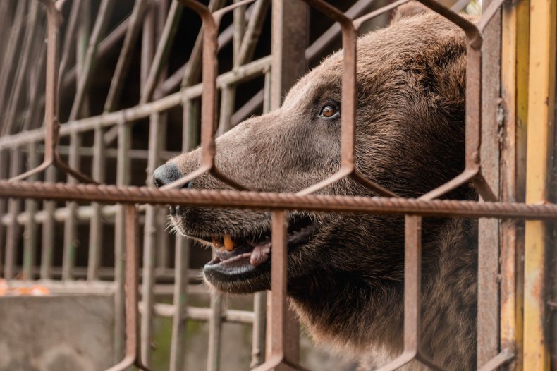 Vova brown bear rescue