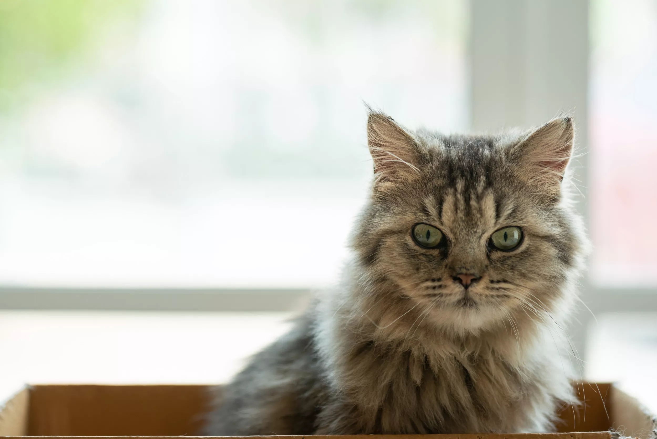 Cute Photo of Couple's 'Very Pregnant' Foster Cat Goes Viral: 'Keep Her' - Vimarsana News
