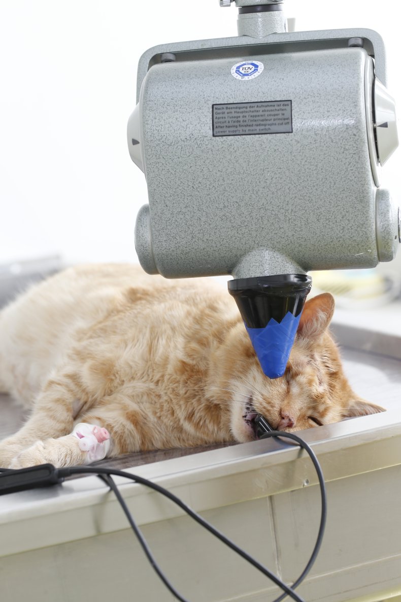 A cat undergoing veterinary treatment