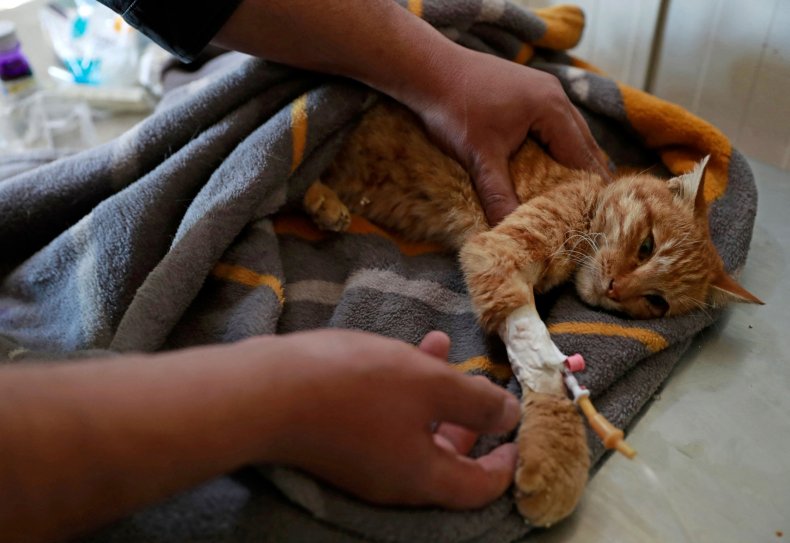 A cat undergoing veterinary treatment