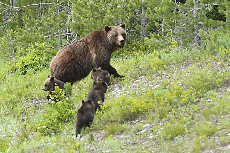 A grizzy bear and cubs