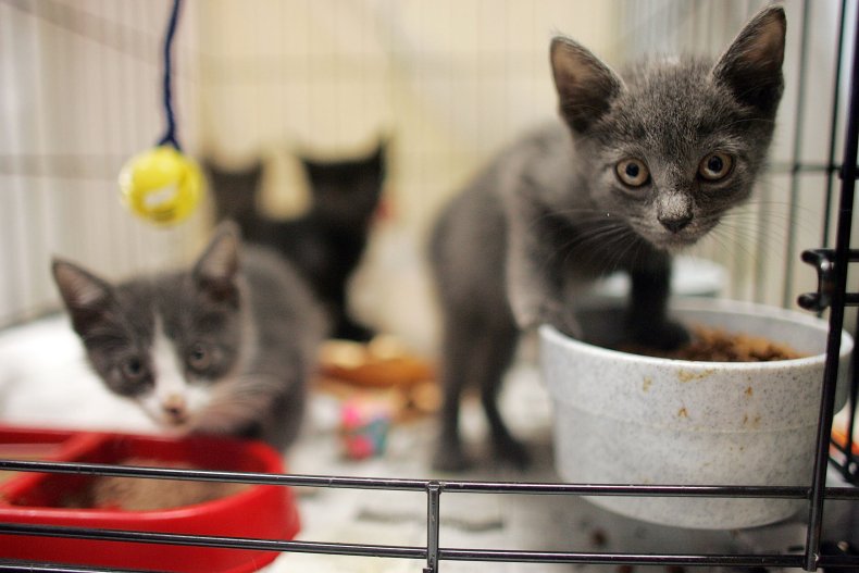 hoarded cats rescue from fire