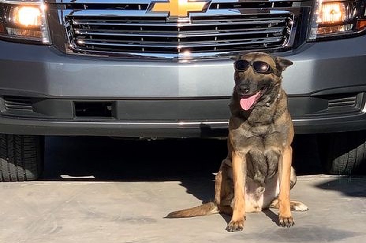 Police Dog Sniffs Out $10.5 Million Worth of Cocaine in Load of