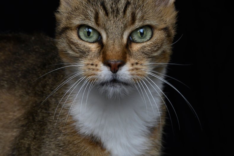 buddy the cat attackers arrested