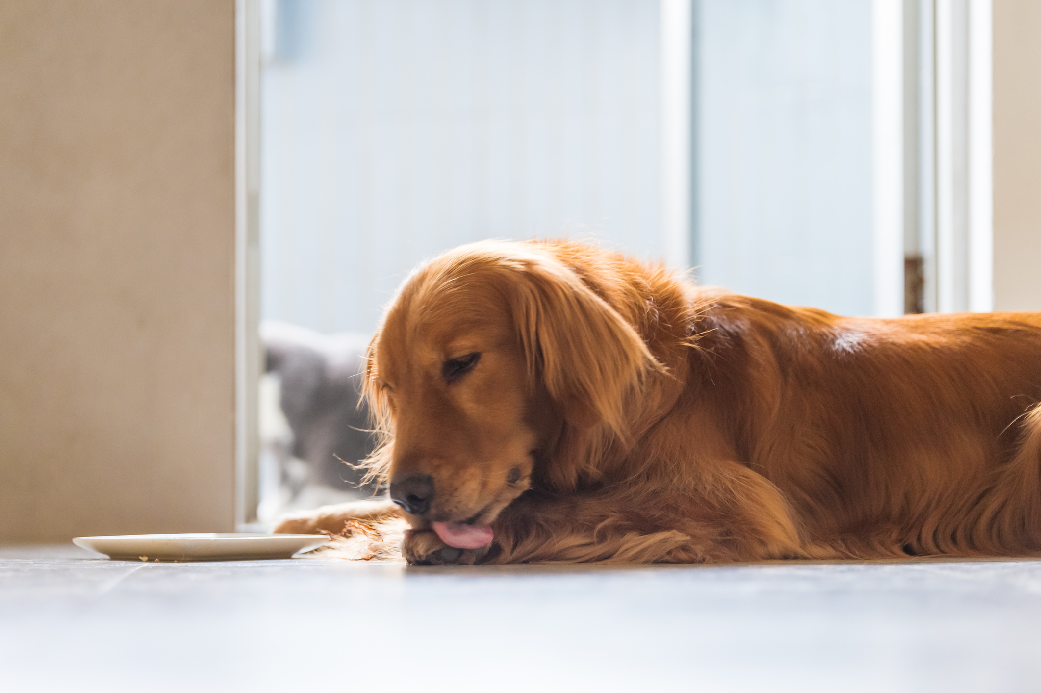 Why Do Dogs Lick Their Paws? - Newsweek