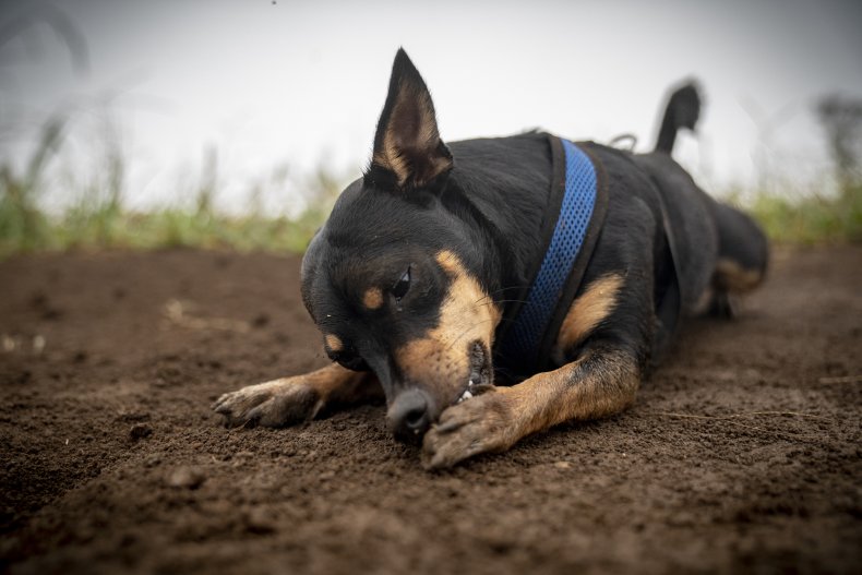 Why Do Dogs Lick Their Paws? Little Dog Licks His Paw While Lying Down
