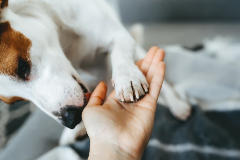 Why Do Dogs Lick Their Paws? Showing Affection To A Friendly Jack Russell Terrier
