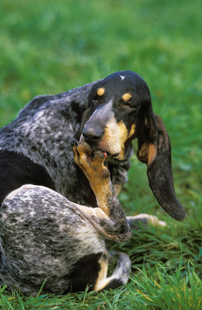 Great Blue Gascony Hound, Dog licking its 