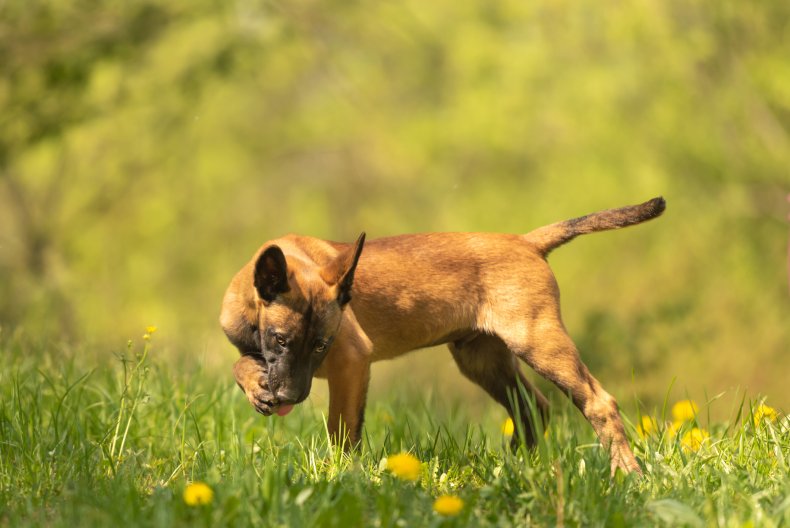 Malinois puppy dog on a green meadow 