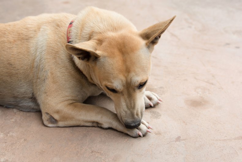 Why Do Dogs Lick Their Paws? Dog Licking Its Paw