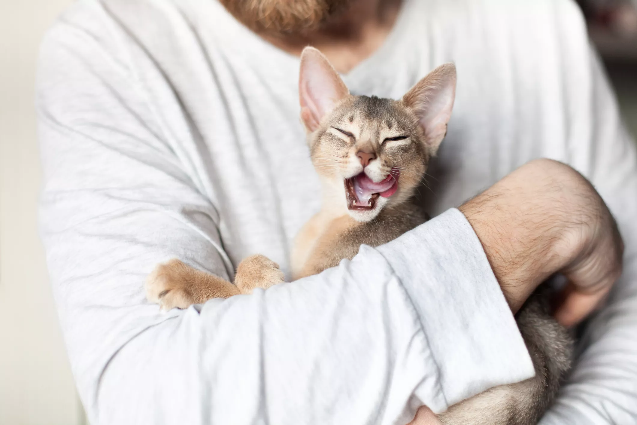 'Catfished': Man Agrees to Watch Tinder Date's Kitten, Then Gets Ghosted - Vimarsana News