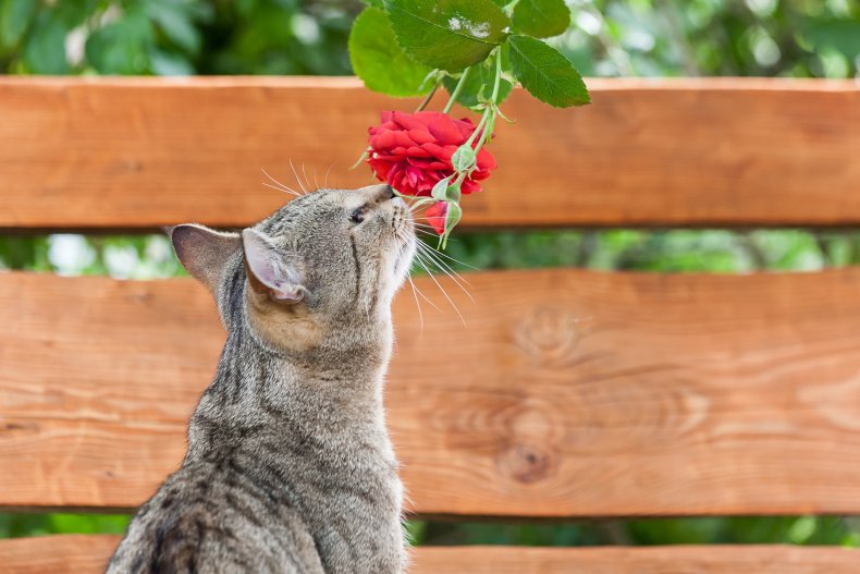 cute white kitten eats a red rose