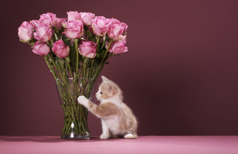 Kitten pawing vase of roses