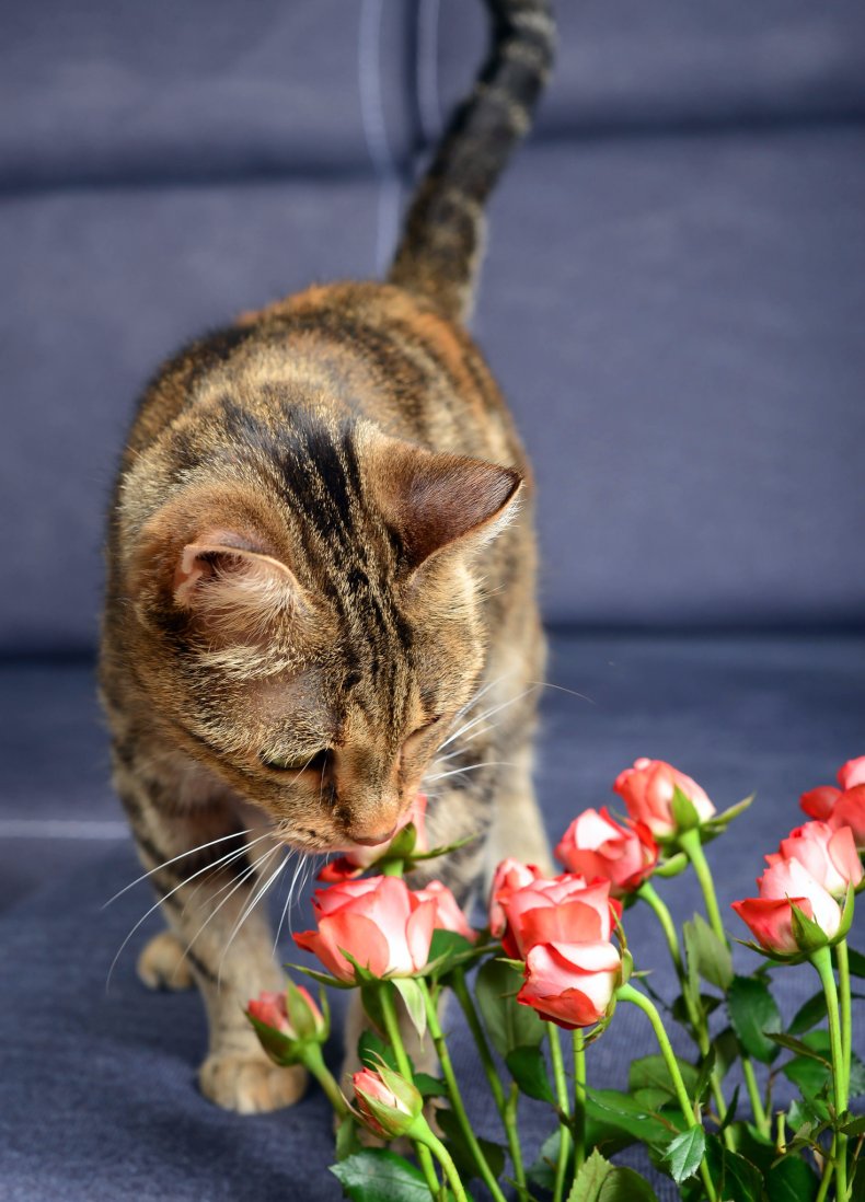 Cute domestic tabby cat is sitting on 