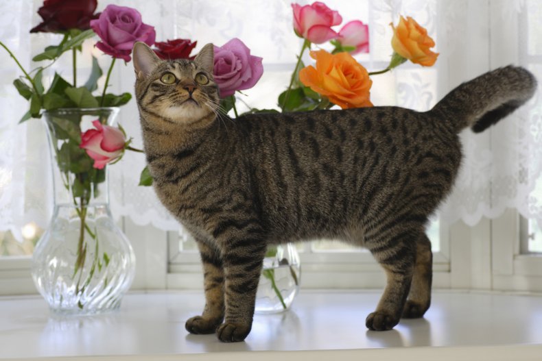 Cats and roses