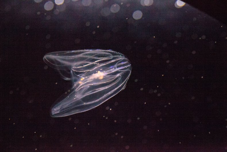 Comb Jelly fish