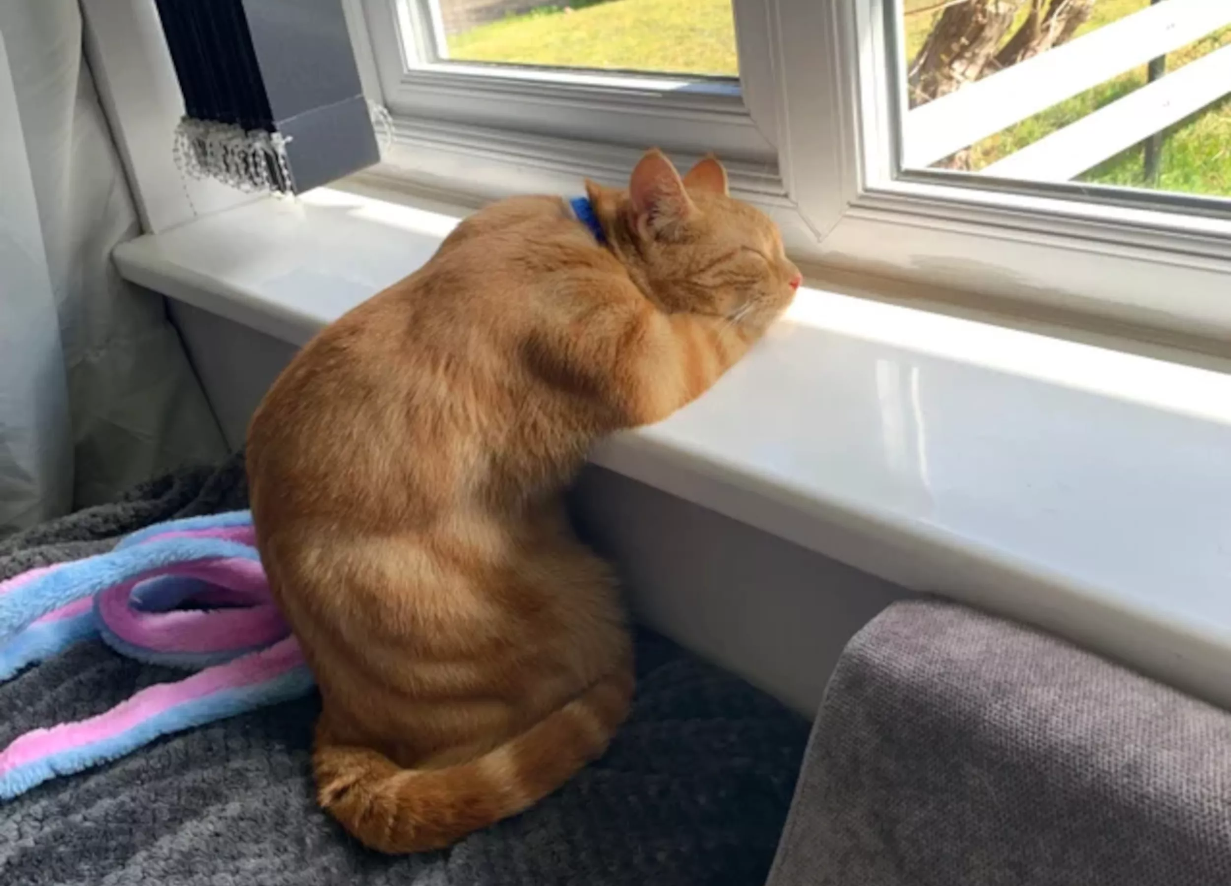 Cat Lying on Windowsill in 'Oddest Sleeping Position' Delights the Internet - Vimarsana News
