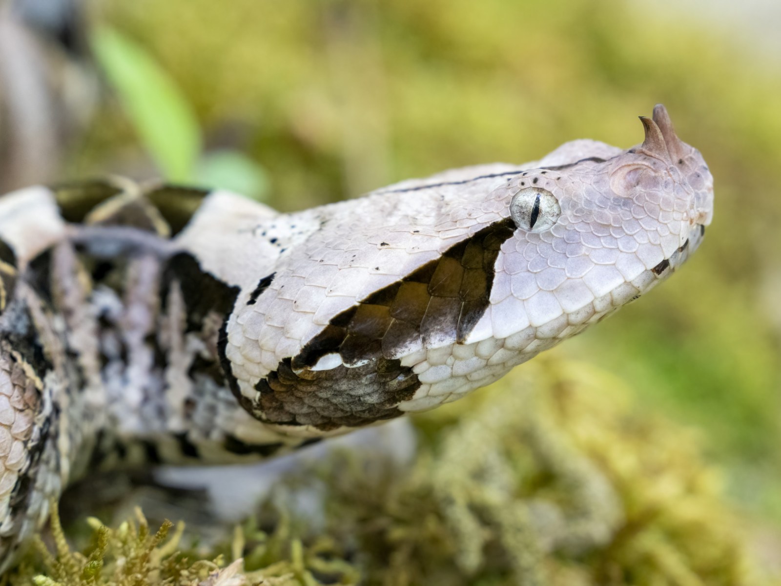 Snakes of Central and Western Africa