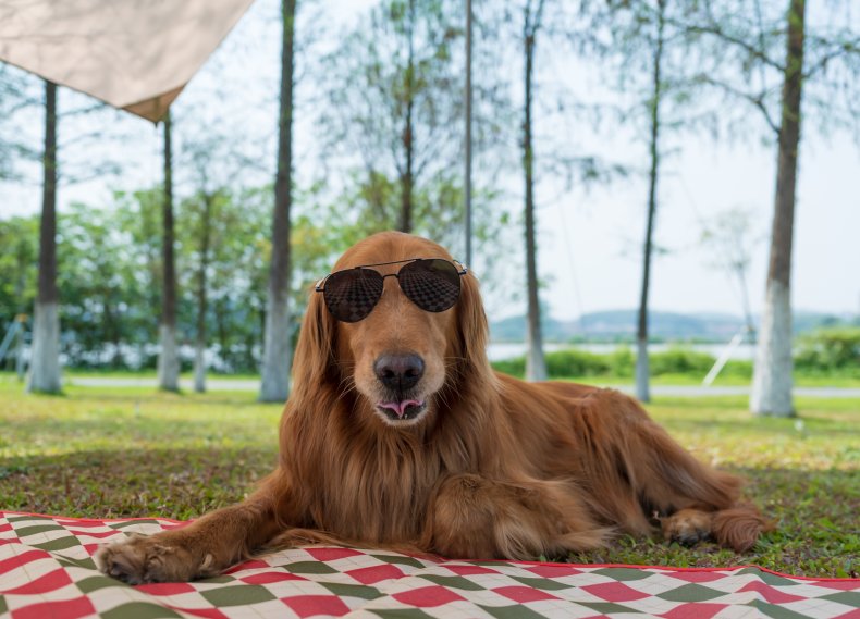 Golden Retriever camping