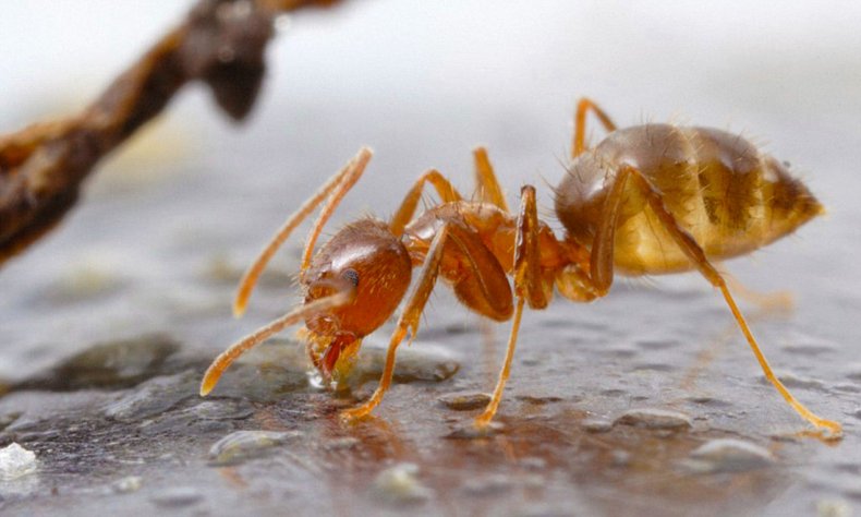 tawny crazy ant