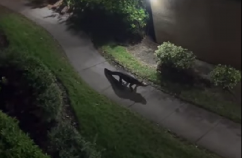 alligator tampa