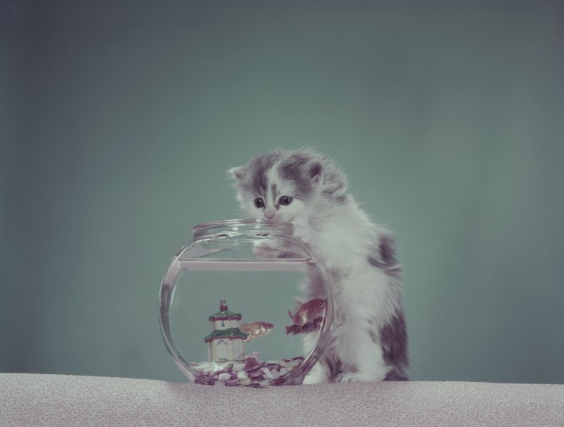 kitten trying to get at fish bowl
