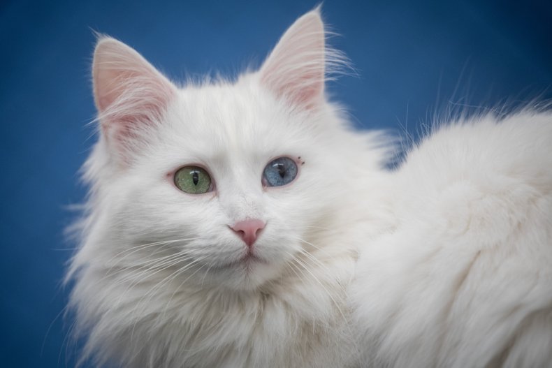 Turkish van cat