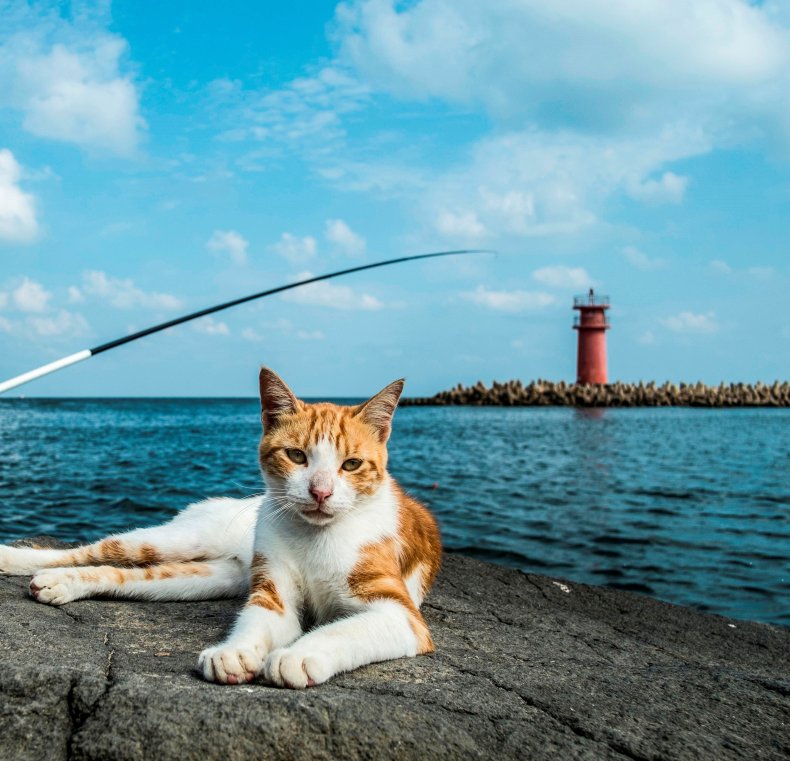 ginger cat by the sea